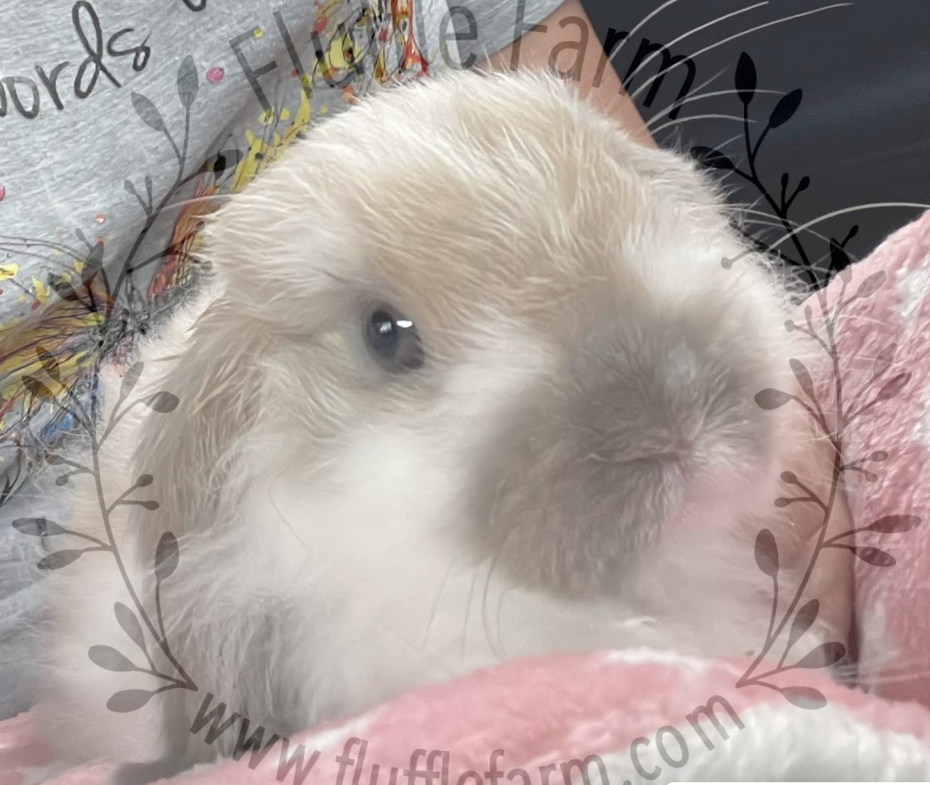 holland lop in sarasota florida